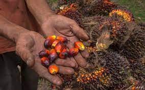 Indonesia cấm xuất khẩu dầu cọ tinh chế